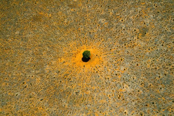 "The tree of life", Tsavo-East National Park, Kenya (3°36' S – 39°02' E).