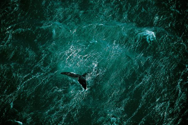 Whale off the coast of the Valdes Peninsula, Argentina (42°23' S – 64°29' W).