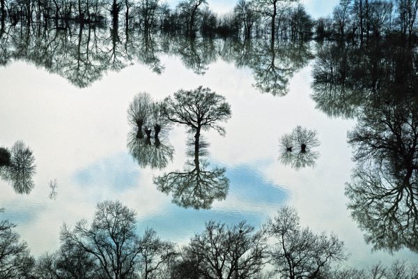 Trees in the middle of water near Taponas, Rhône, France (46°07' N – 04°45' W).