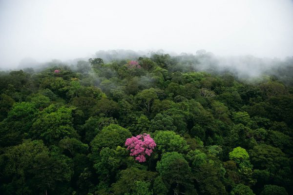 Pink ebony on the Kaw mountain, French Guiana, France (4°30' N - 52°00' W). Ébène rose sur la montagne de Kaw, Guyane (4°30’ N – 52°00’ O).